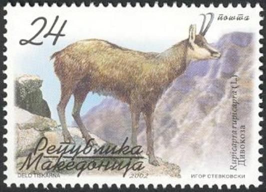 Balkan Chamois (Rupicapra rupicapra balcanica)