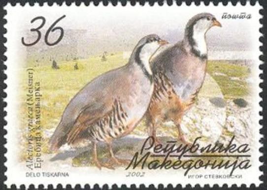 Rock Partridge (Alectoris graeca)