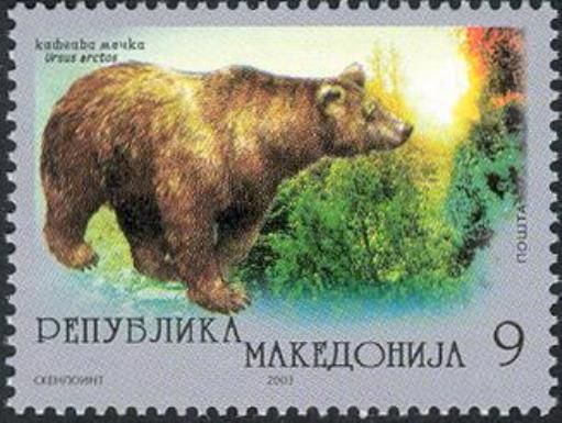 Brown Bear (Ursus arctos)