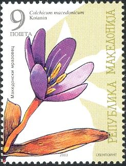 Colchicum macedonicum