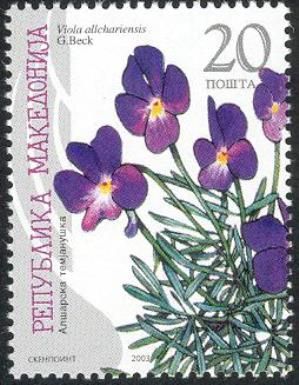 Viola allchariensis