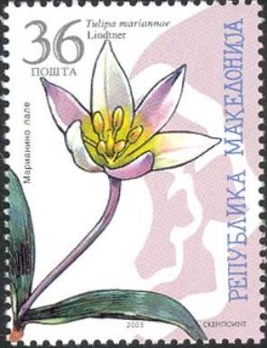 Tulipa mariannae