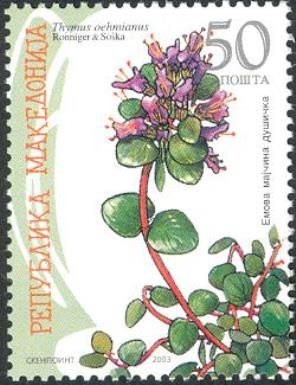 Thymus oehmianus
