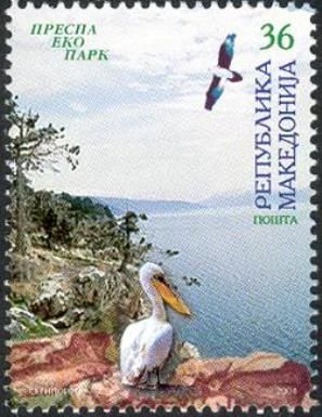 Dalmatian Pelican (Pelecanus crispus)