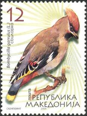 Bohemian Waxwing (Bombycilla garrulus)