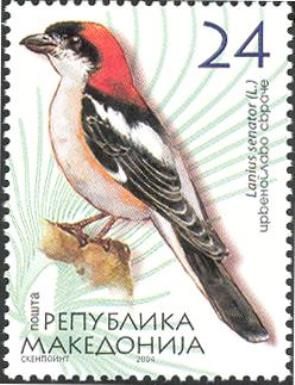 Woodchat Shrike (Lanius senator)