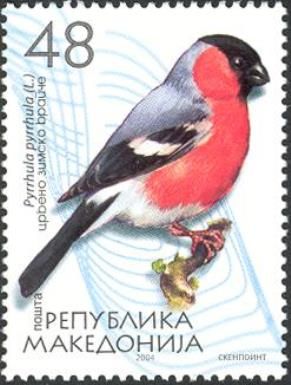 Eurasian Bullfinch (Pyrrhula pyrrhula)