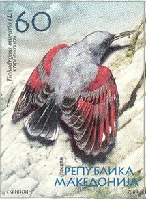 Wallcreeper (Tichodroma muraria)