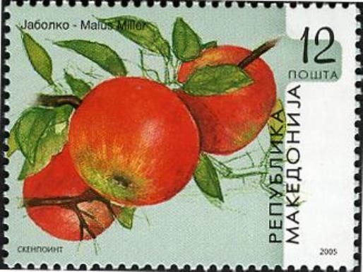 Malus domestica
