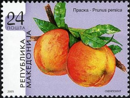 Prunus persica