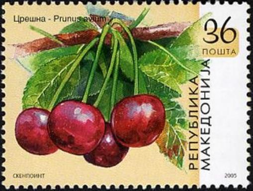 Prunus avium