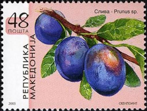 Prunus domestica