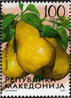 Pyrus communis