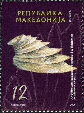 Freshwater Snail (Ancylus scalariformis)