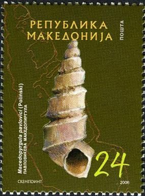 Freshwater Snail (Macedopyrgula pavlovici)