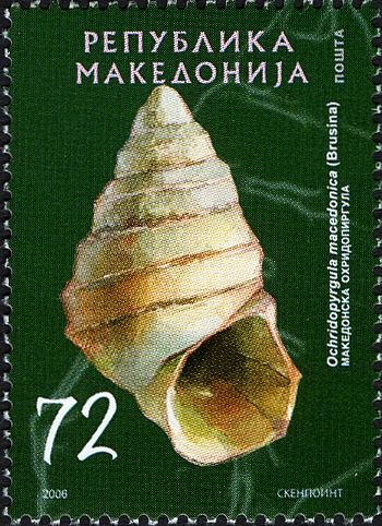 Freshwater Snail (Ochridopyrgula macedonica)