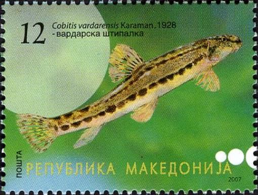 Loach (Cobitis vardarensis)