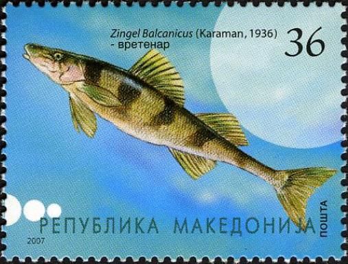 Perch Species (Zingel balcanicus)