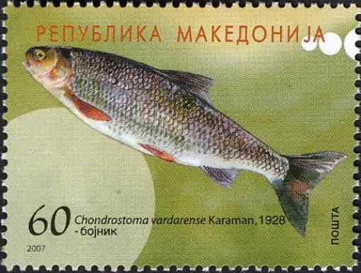 Carp Species (Chondrostoma vardarense)
