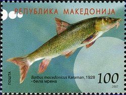 Barbel Species (Barbus macedonicus)