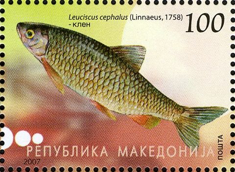 European Chub (Leuciscus cephalus)