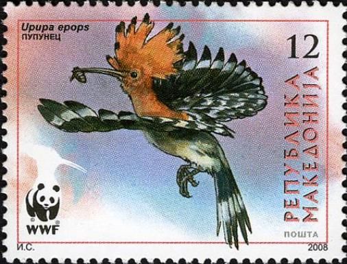 Eurasian Hoopoe (Upupa epops)