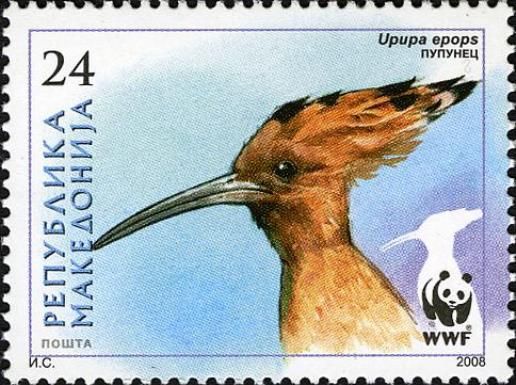 Eurasian Hoopoe (Upupa epops)
