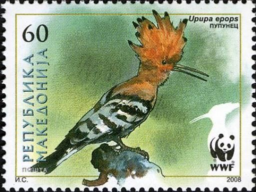 Eurasian Hoopoe (Upupa epops)