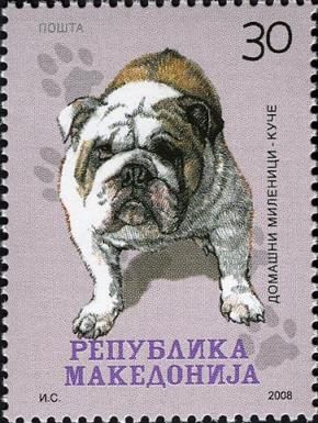 Pug (Canis lupus familiaris)
