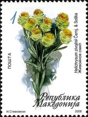 Helichrysum zivojinii cernj & soska