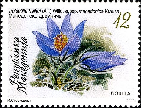 Pulsatilla halleri