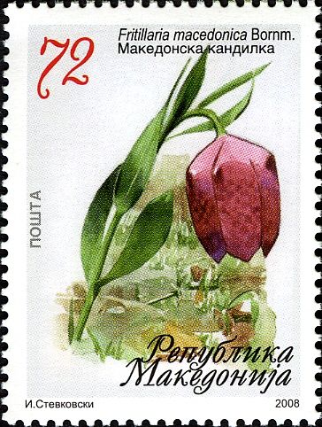 Fritillaria macedonica Bornm