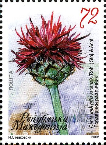 Centaurea grbavacensis (Rohl)