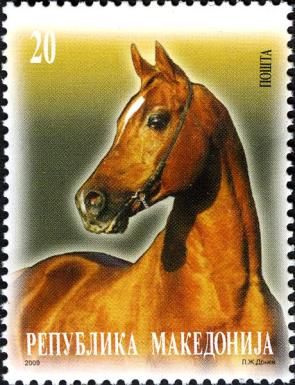 Horse (Equus ferus caballus)