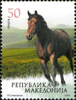 Horse (Equus ferus caballus)