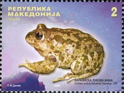 Eastern Spadefoot (Pelobates syriacus balcanicus)