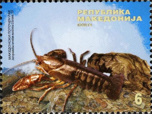 Stone Crayfish (Austropotamobius torrentium ssp. macedonicus