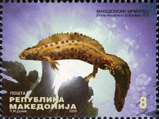 Macedonian Crested Newt (Triturus macedonicus)