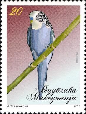 Budgerigar (Melopsittacus undulatus)
