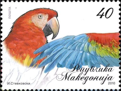 Scarlet Macaw (Ara macao)