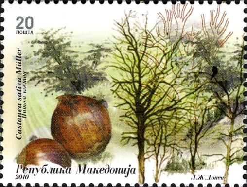 Sweet Chestnut (Castanea sativa)