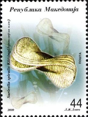 Lake Ohrid plants - Surirella spiralis