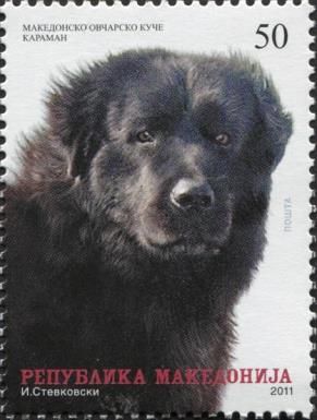 Macedonian Shepherd Dog/ Karaman (Canis lupus familiaris)