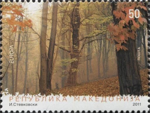 Forest in autumn