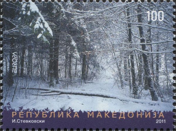 Forest in winter