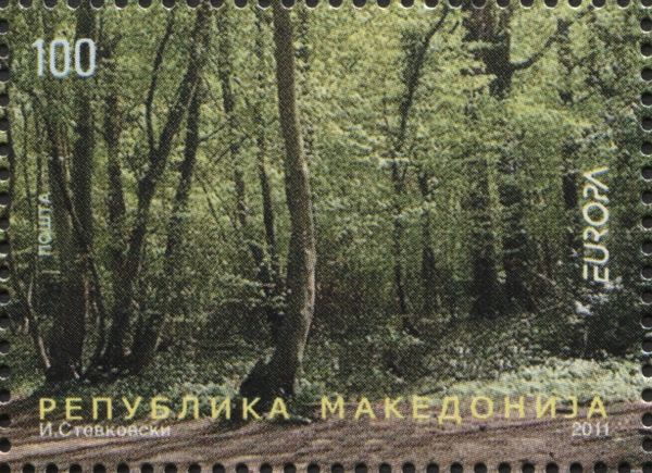 Forest in spring