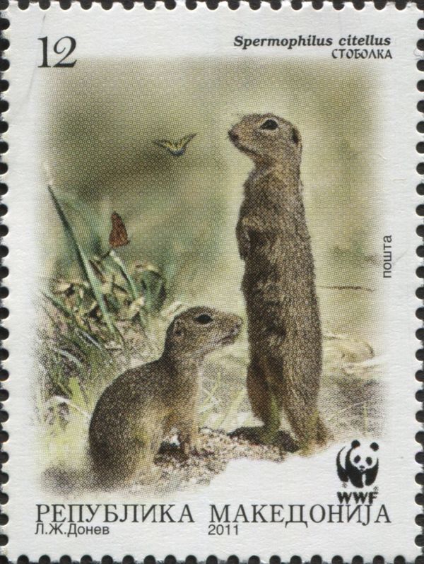 European Ground Squirrel (Spermophilus citellus)