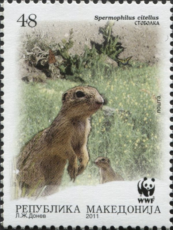 European Ground Squirrel (Spermophilus citellus)