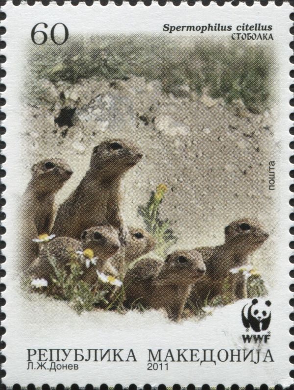 European Ground Squirrel (Spermophilus citellus)