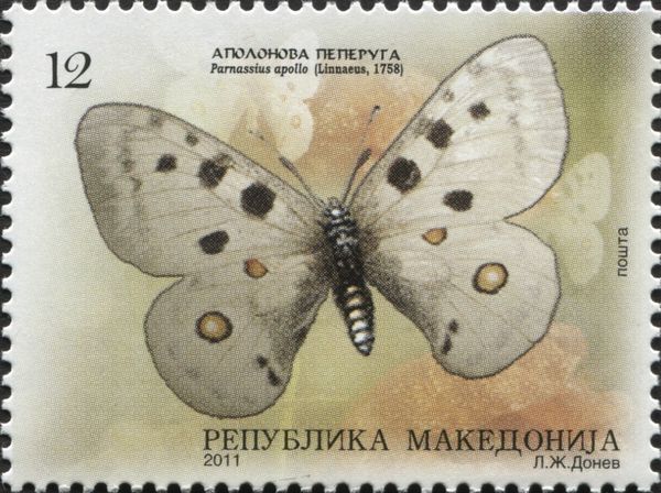 Apollo (Parnassius apollo)
